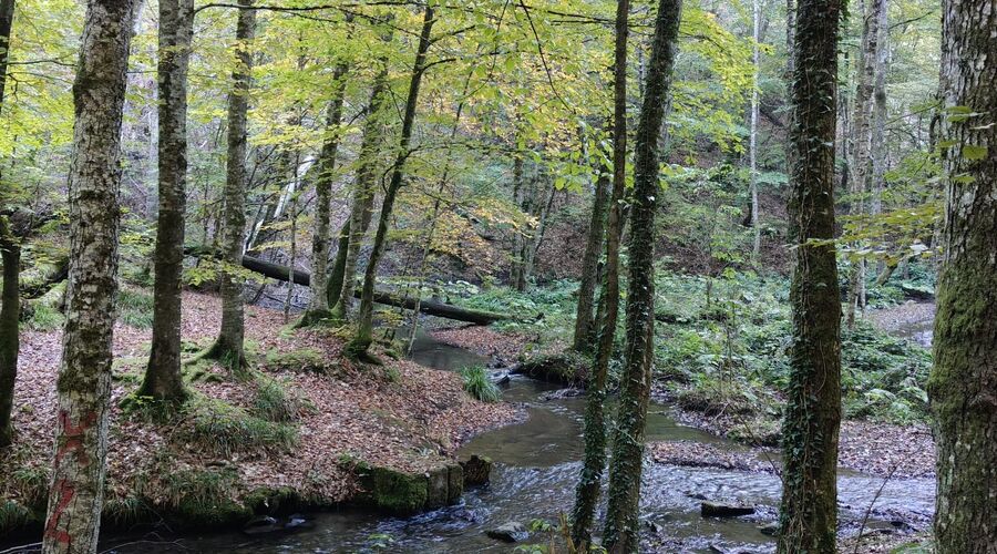 Yedigöller Abant Gölcük Amasra Safranbolu- Batı Karadeniz Turu Yaprak Dökümü Zamanı 