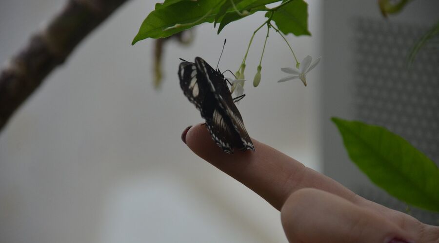 Konya Mevlana  Şeb-i Arus Törenleri Sema Gösterisi Kelebekler Bahçesi Turu
